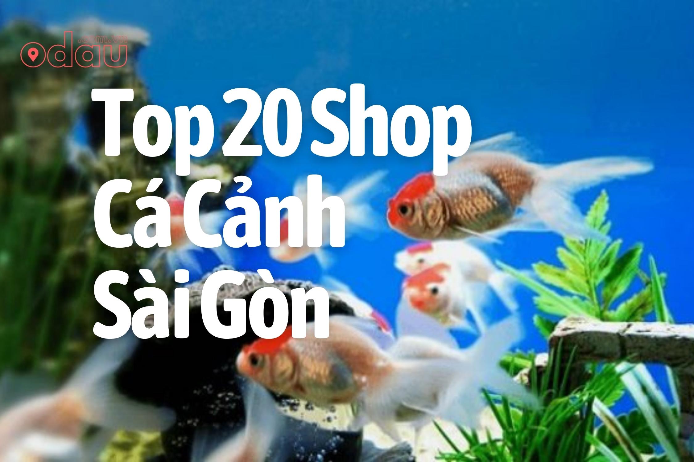 Top 20 Shop Ca Canh Sai Gon
